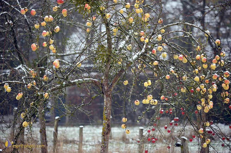 Nom de l'image : D30038084_1_(c)Norbert-JUNG — Description :